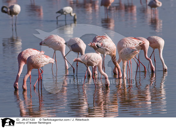 colonyof lesser flamingos / JR-01120